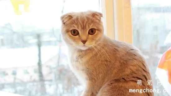 Do you know the precautions to take when keeping a cat at home?