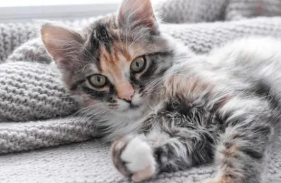 My cat is disturbing my sleep early in the morning, what should I do?