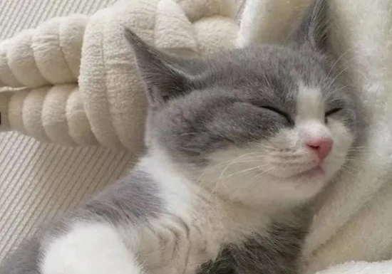 猫咪十大小癖好你绝对不知道，都是冷知识！