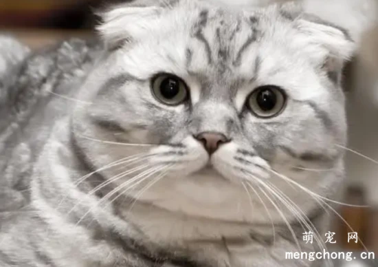 比狗还要忠心的几种猫，你家的猫咪上榜了吗？