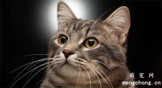 What is the function of a cat's whiskers? Whiskers are an important sensory organ for cats.