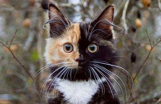 Can a cat with two-toned faces ward off evil spirits?
