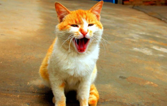 Why do cats always meow for food?