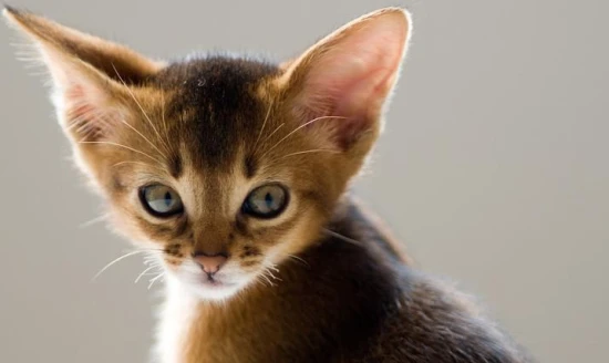 What does it mean if you see a cat while keeping vigil?