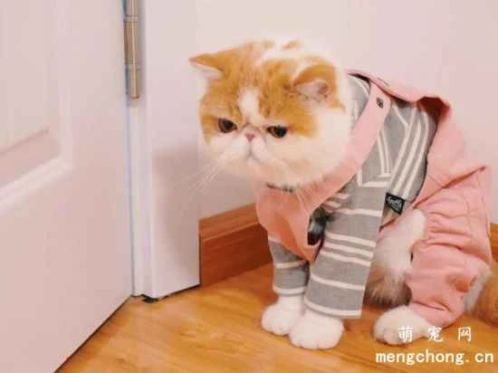 Why don't cats like to eat sweet things?