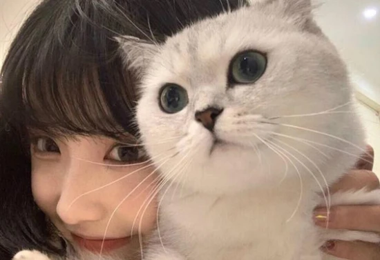 What kind of woman is a wildcat?