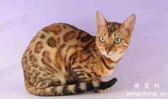 Characteristics of Australian native fog cats