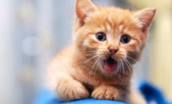 How much does it cost to keep a cat for a month?