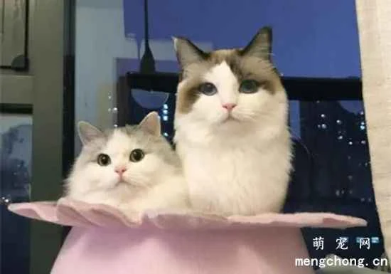 Ragdoll cat care methods and precautions