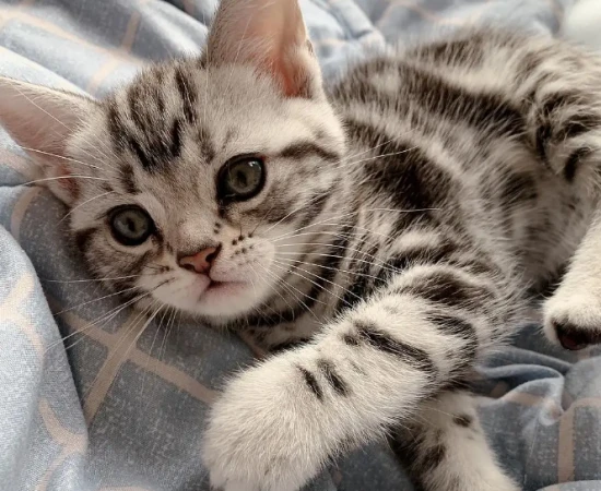 Do kittens need injections if they scratch people?