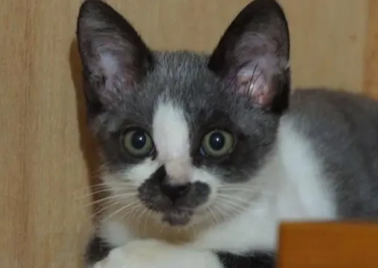 What kind of cat is Gouba Cat?