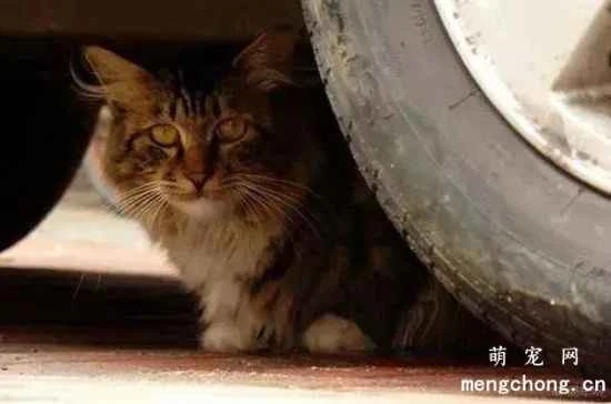 What should I do if my cat likes to crawl into car wheels?