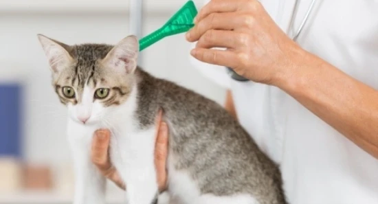 Can kittens that haven't been dewormed sleep on the bed?