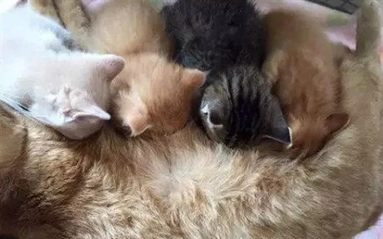 How many cats usually have in one litter?