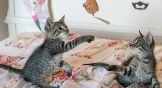 List of the four most difficult cat breeds to raise; beginners should definitely avoid them.