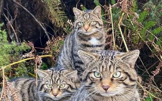 Extinction due to overbreeding? This cat breed is on the verge of "genomic extinction."