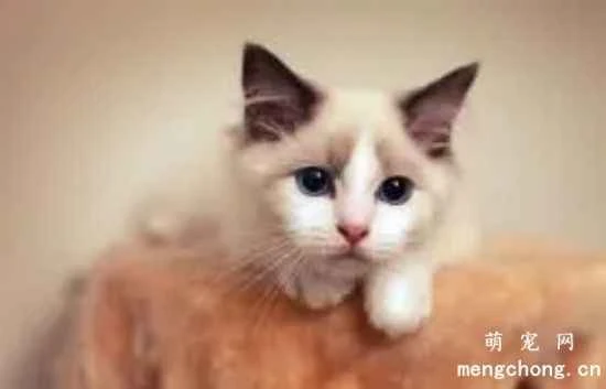 Preparations and precautions before raising a Ragdoll cat