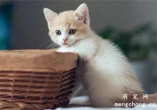 What meat by-products in cat food should be avoided?