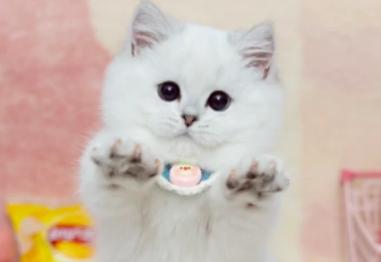 How to cope with the most difficult months of raising a cat?