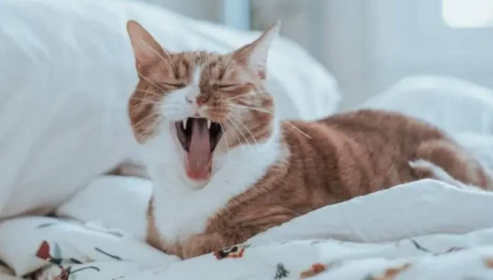 The kitten is very active but sneezing.