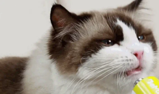 Which is better for cats: hairball remedy or cat grass?