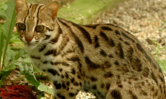 Three types of cats that are "banned" in China—avoid them if you see them, and don't be foolish enough to bring them home.