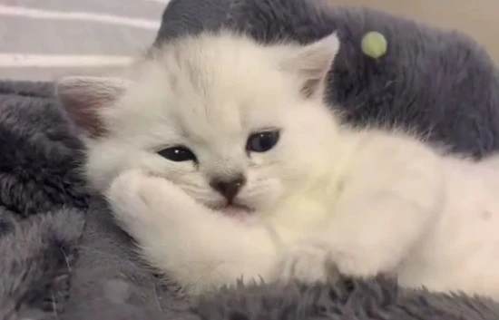 The cat kept purring. 猫一直有呼噜声没停过