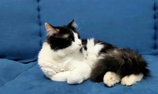 How many times a day is it normal for a cat to poop?