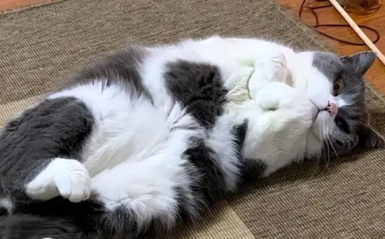 What does it mean for a cat to never go outside its entire life?