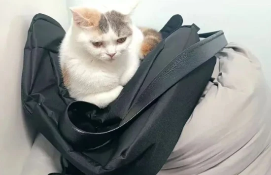 How can you tell if a kitten is happy?