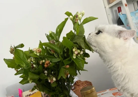 Is jasmine poisonous to cats?