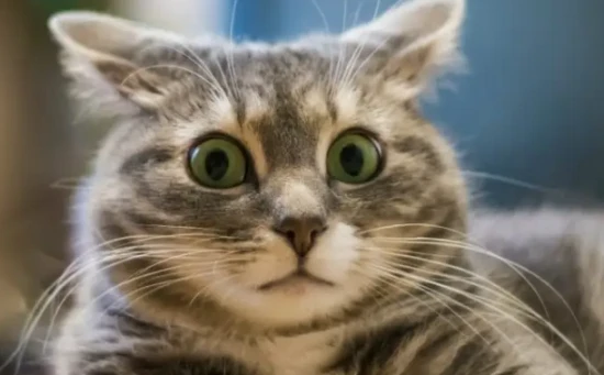 The sound cats are most afraid of