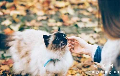 Why do cats like to sleep?