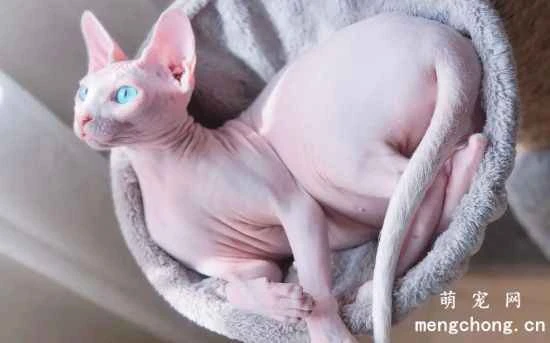 Why do Sphynx cats have no fur?