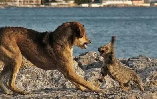 Why canines can't beat felines?