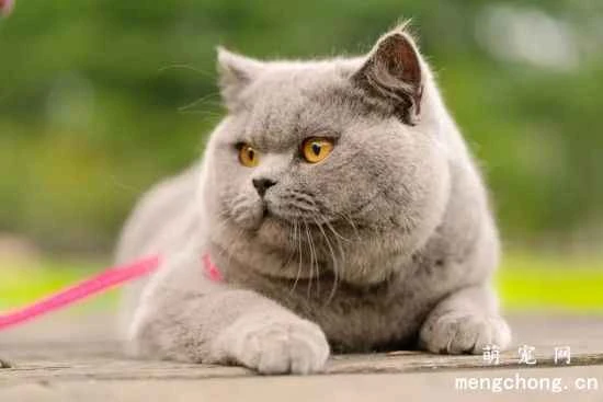 British Shorthair cat care methods