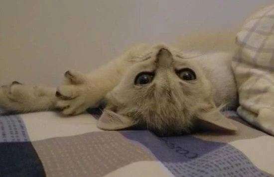 Why are cats considered to be evil spirits?