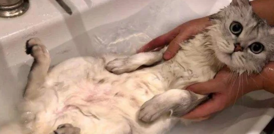 How long does it take for a mother cat to produce milk after giving birth?