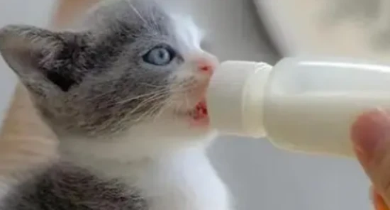 What can kittens drink instead of cat milk?