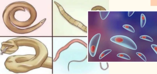 Why pregnant women are advised against keeping cats