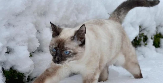 Why are Snowshoe cats so rare in China?