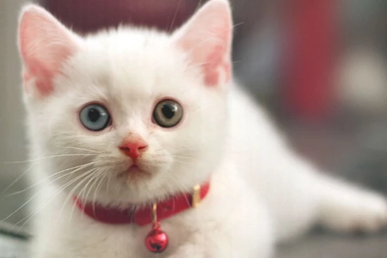 Why doesn't my cat love me the most? What are the signs that a cat likes people?