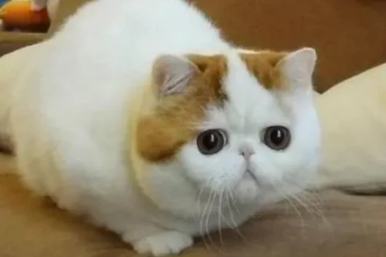 Symptoms of a cat nearing the end of its lifespan