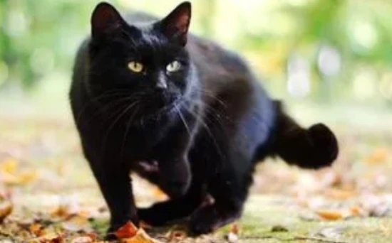 What breed of cat is an all-black cat?
