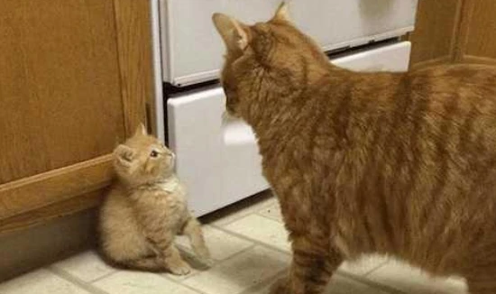 Signs a mother cat doesn't want to care for her kittens 母猫不想带孩子的表现