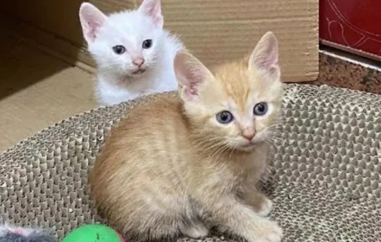 How to get a kitten to be affectionate