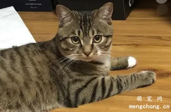 比狗还要忠心的几种猫，你家的猫咪上榜了吗？