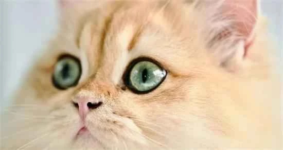 Did you know? This is what your cat thinks when you touch its chin.