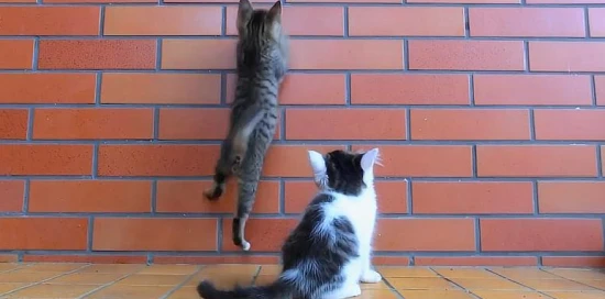 Why does my cat keep rubbing its head against the door and wall?