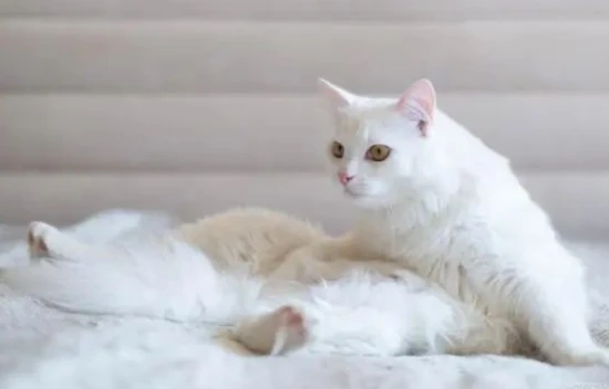 猫咪养不熟？五大禁忌你做对了吗？ 